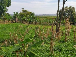 Land For Sale – Lutembe