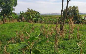 Land For Sale – Lutembe