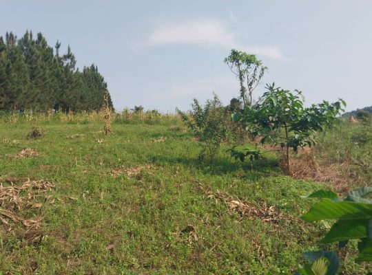 Land For Sale – Kira