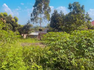 Land For Sale-Mayangwa