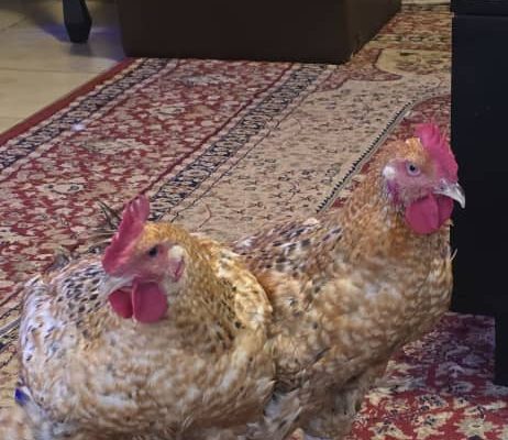 Chicken For Sale