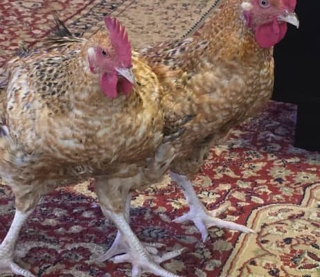 Chicken For Sale