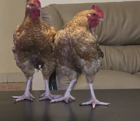 Chicken For Sale