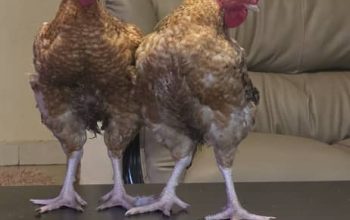 Chicken For Sale