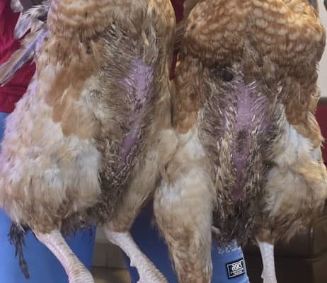 Chicken For Sale