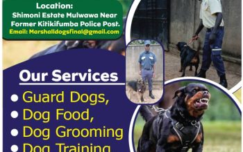 Security Solutions With a Bite!