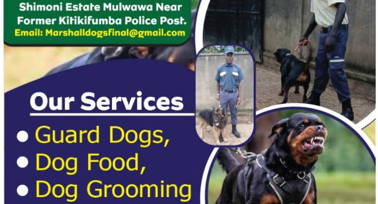 Security Solutions With a Bite!