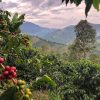 Commercial Farm Land Needed