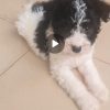 Maltese Puppy For Sale